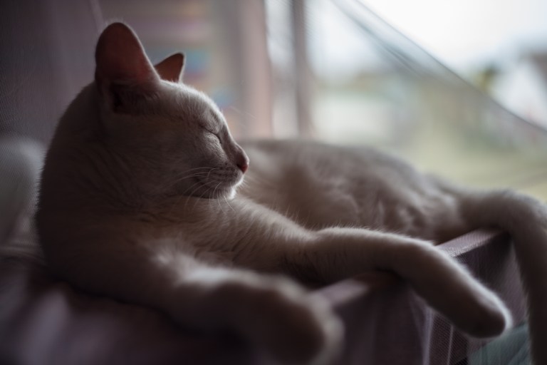 South America_5s-7112