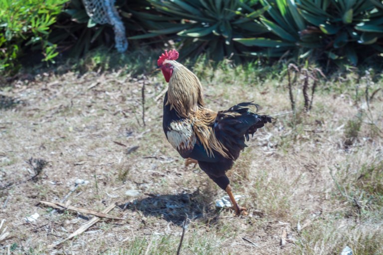 South America_5s-7160