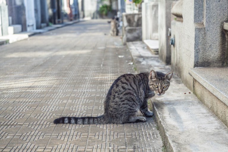 South America_5s-7234