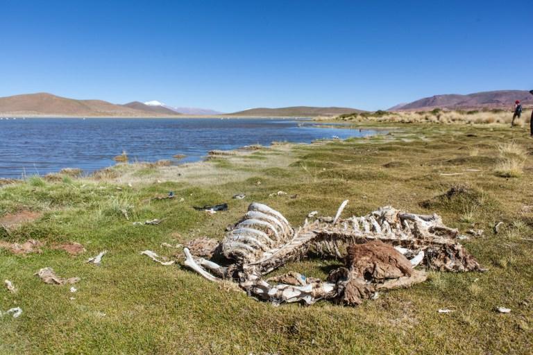 South America_5s-8950