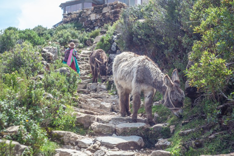 South America_5s-9440