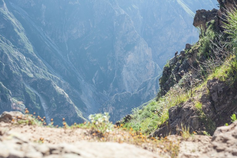 South America_5s-9556