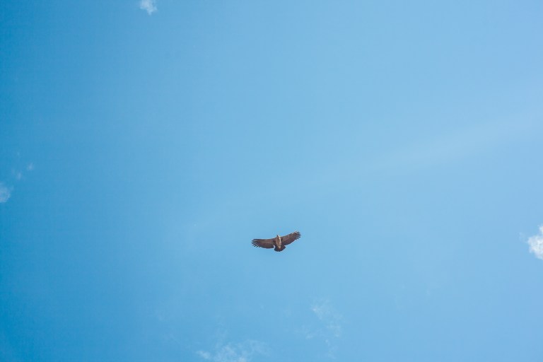 South America_5s-9583