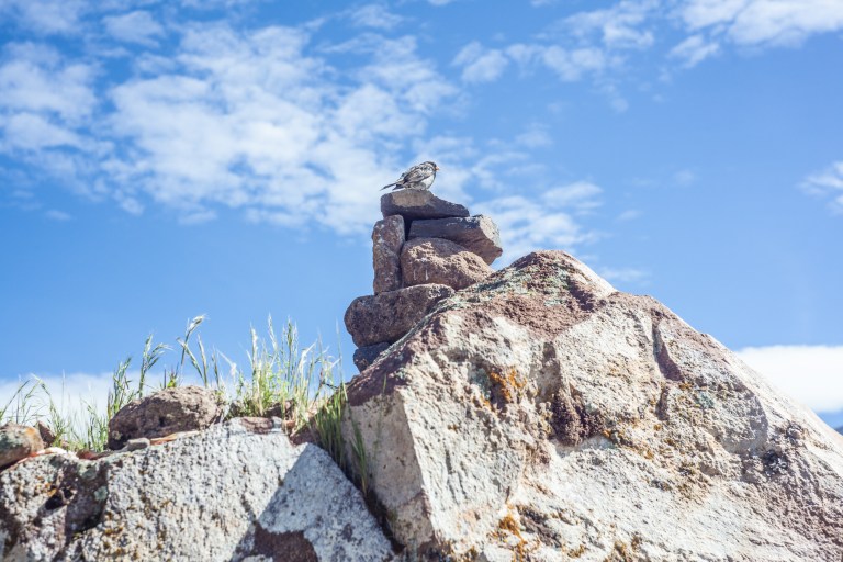 South America_5s-9603