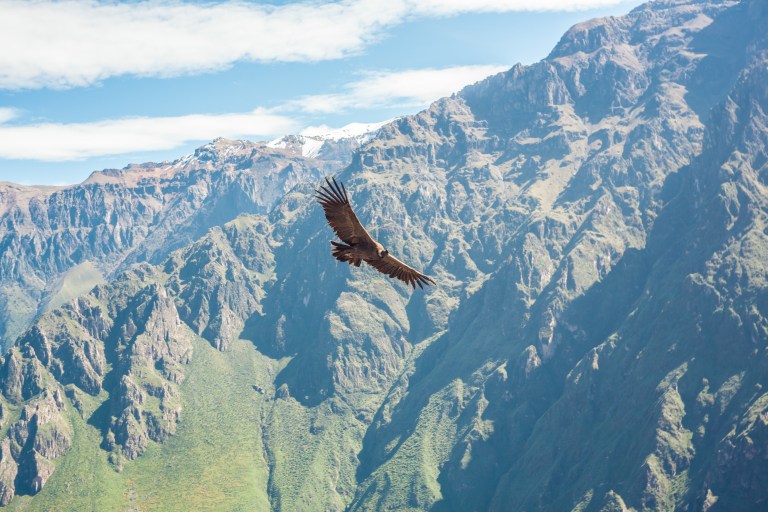 South America_5s-9605