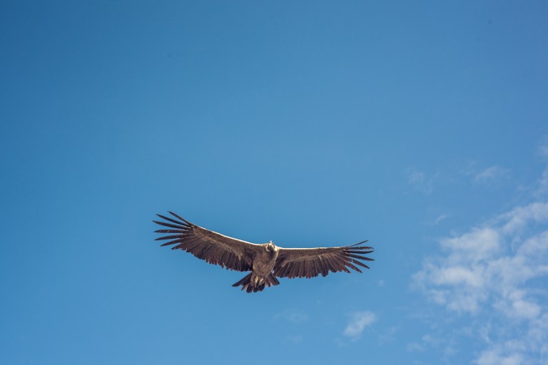 South America_5s-9611