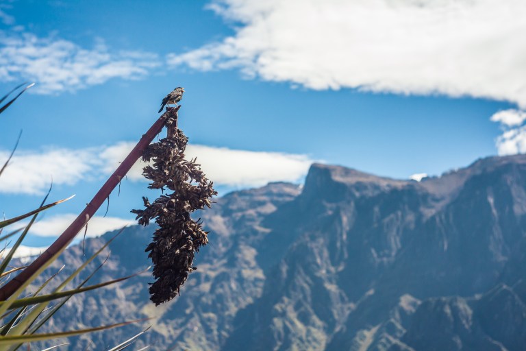 South America_5s-9618