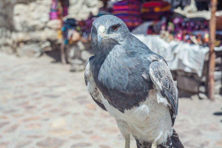 South America_5s-9648