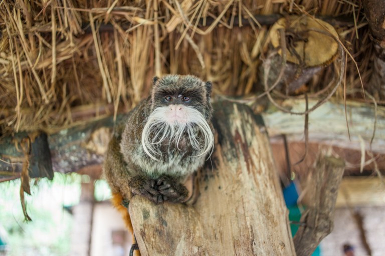 South America_5s-9681