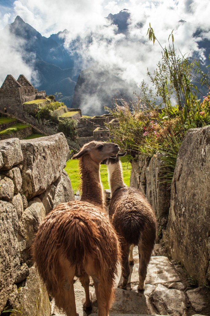 South America_5s-9772